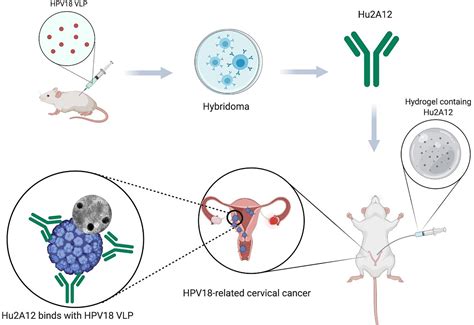 Potent Neutralizing Humanized Antibody With Topical 